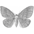 Butterfly Template 063