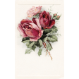 Family Day - Rose Postcard