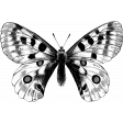 Butterfly Template 075