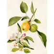 Apple Crisp - Apples Ephemera 03