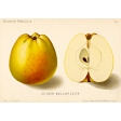 Apple Crisp - Yellow Apple Ephemera
