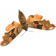 Day of Thanks - Orange Butterfly 01