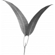 Leaf Template 141