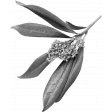Leaf Template 144