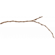 Bohemian Love – Branch