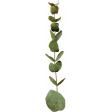 Bohemian Love – Eucalyptus Branch