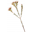 Bohemian Love – Flowers