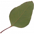 Bohemian Love – Leaf 05