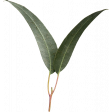 Bohemian Love – Leaves