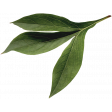 Bohemian Love – Leaves 02