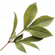 Bohemian Love – Leaves 03