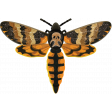 In The Moonlight - Moth 02