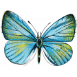 Reflections of Strength - Blue Butterfly