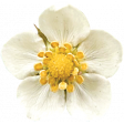 Strawberry Fields - Strawberry Flower Photo 1
