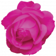Spring Fresh Rose 03 - Magenta
