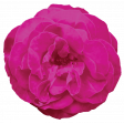 Spring Fresh Rose 01 - Magenta 