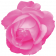 Spring Fresh Rose 04 - Pink