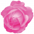 Spring Fresh Rose 04 - Pink