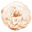 Spring Fresh Rose 05 - Cream