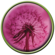 Spring Fresh Brad - Flower - Dandelion - Green Border
