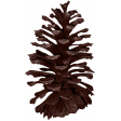 Classic Christmas - Pine Cone