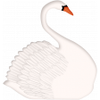 Summer Afternoon - Swan