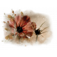 Dried Flower Splash