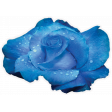 Blue Rose