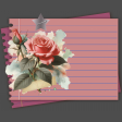 Lined Dusky Pink Rose JN 02