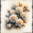 Cream Roses 01