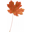 Fall Leaf 04-Bear Wallow AZ