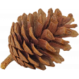 Pinecone DDS 02
