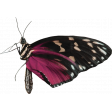 It's A Girl Thing! - Butterfly 01
