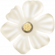 Homestead - flower #12