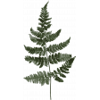Into the Woods - Fern