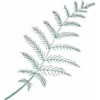 Vintage Memories: Genealogy Green Fern