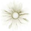 Peach Lemonade White Flower