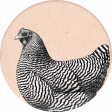 Chicken Keeper Element Round Sticker Hen