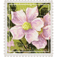 Mulberry Bush Postage Stamp
