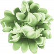 Garden Notes Green Flower 2