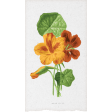 Sweet Autumn Flowers Ephemera