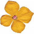 Sweet Autumn Gold Flower