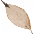 Sweet Autumn Beige Leaf
