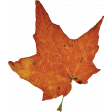 Sweet Autumn Orange Leaf