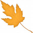 Sweet Autumn Yellow Leaf