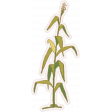 Green Acres Element Corn Sticker