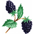 Summer Medley Element Vintage Blackberries