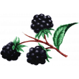 Summer Medley Element Vintage Black Raspberries