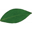 Summer Medley Blueberry Leaf 1