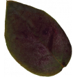 Summer Medley Blueberry Leaf 2